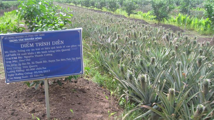 Hội thảo Chuyển đổi cây trồng hiệu quả thấp sang cây dứa Queen tại huyện Tân Biên