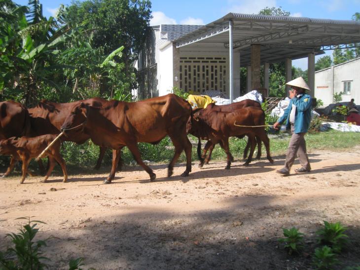 Nông dân huyện Tân Biên thoát nghèo bền vững từ dự án chăn nuôi bò sinh sản
