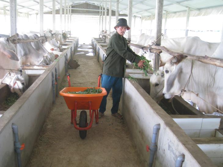  Hiệu quả từ mô hình nuôi bò vỗ béo cho kinh tế cao ở huyện Tân Biên