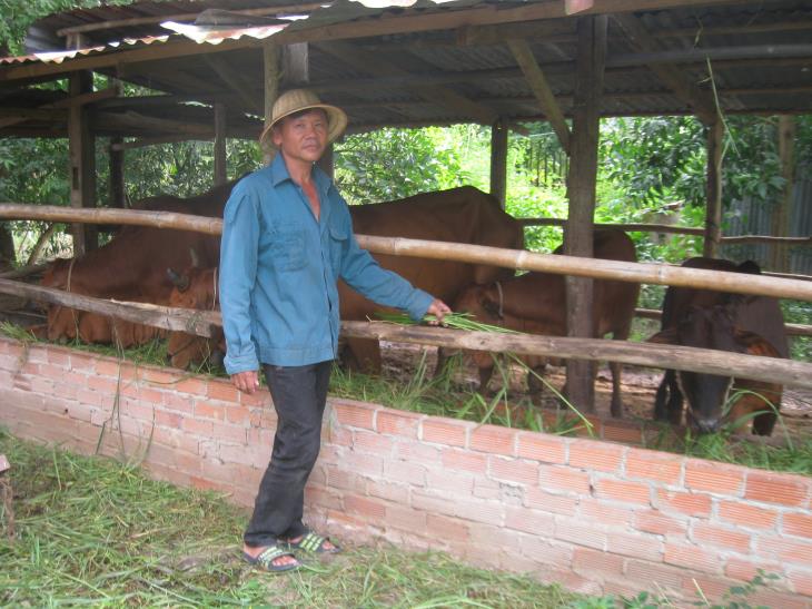 Nông dân xã Mỏ Công thoát nghèo từ dự án chăn nuôi bò sinh sản