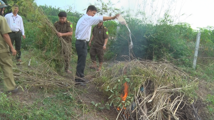 Công an xã Tân Phong (huyện Tân Biên) tiến hành tiêu hủy 60 cây Cần sa