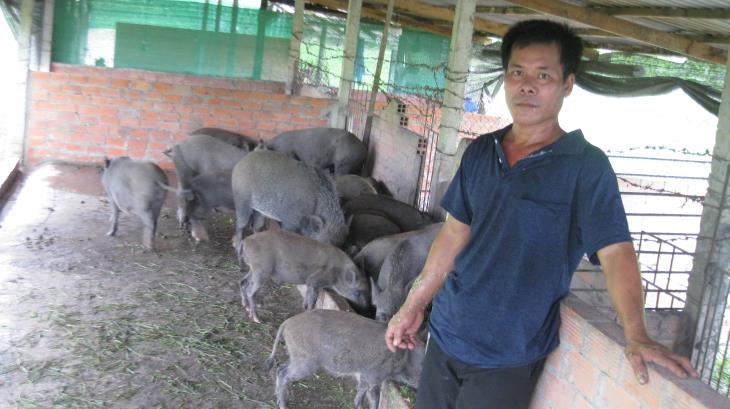Một nông dân huyện Tân Biên áp dụng  mô hình nuôi heo rừng mang lại hiệu quả kinh tế cao
