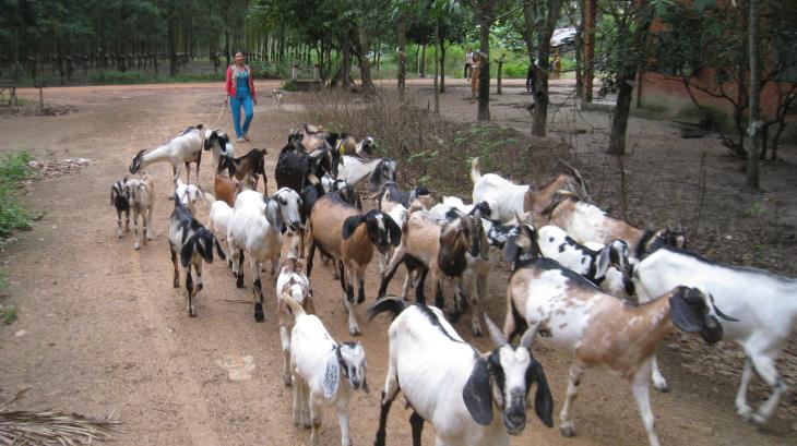 Hiệu quả từ mô hình nuôi dê của một nông dân huyện Tân Biên