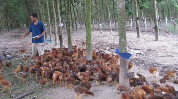 Hiệu quả từ mô hình nuôi gà thả vườn ở huyện Tân Biên