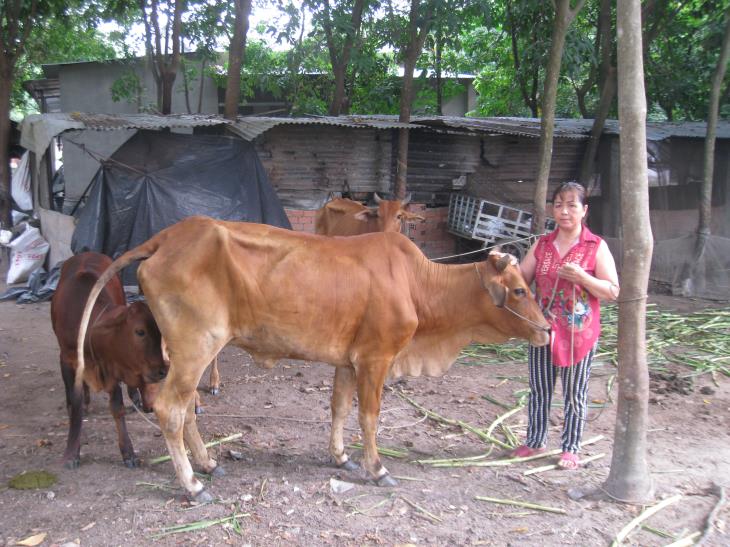  Nông dân huyện Tân Biên phát huy hiệu quả từ nguồn vốn hỗ trợ chăn nuôi