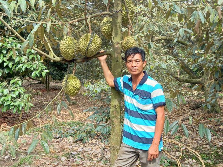 Hiệu quả từ việc chuyển đổi mô hình trồng lúa sang trồng cây sầu riêng ở huyện Tân Biên