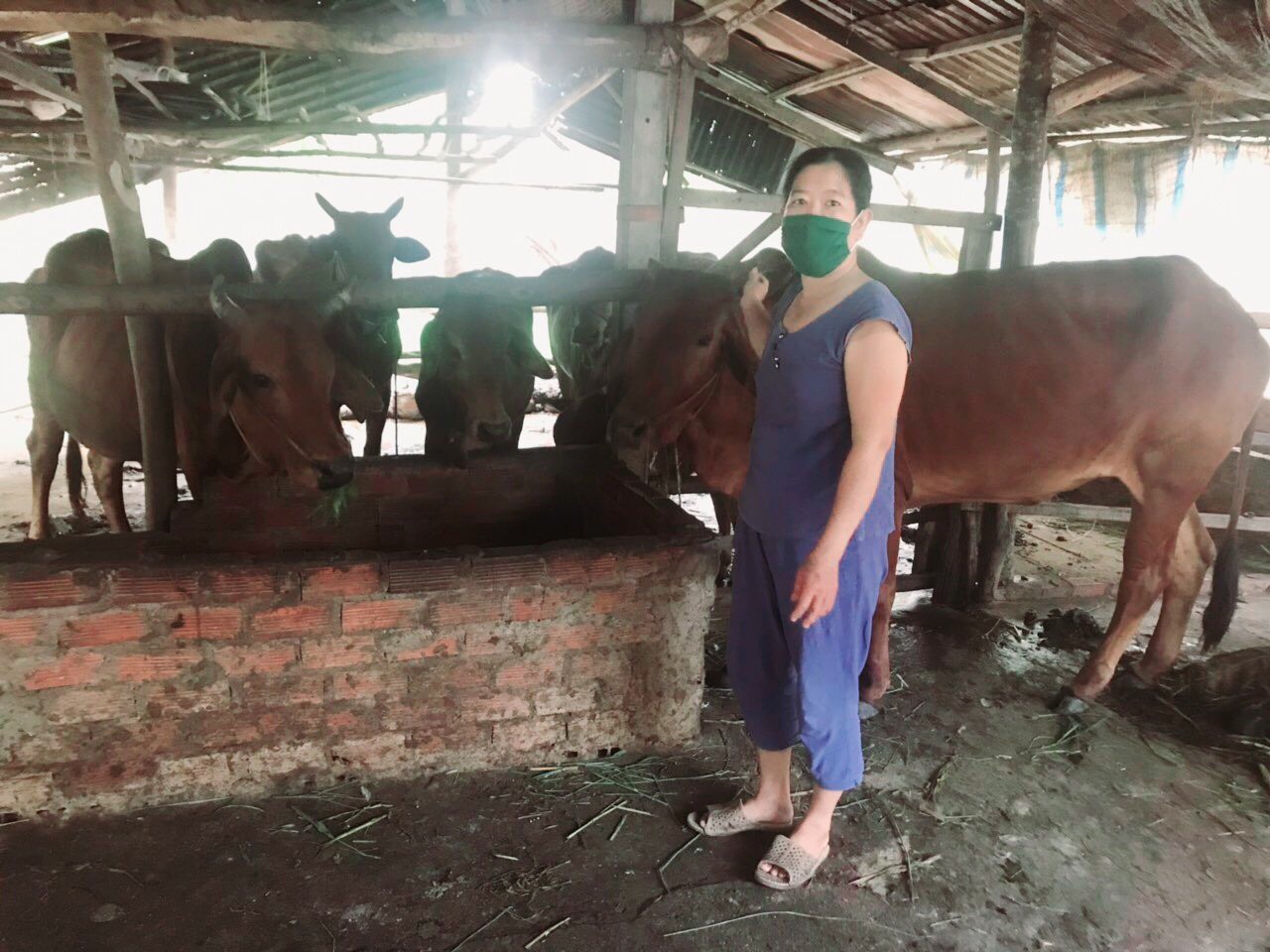Chị Nguyễn Thị Gái- bên đàn bò cho bò ăn cỏ.jpg