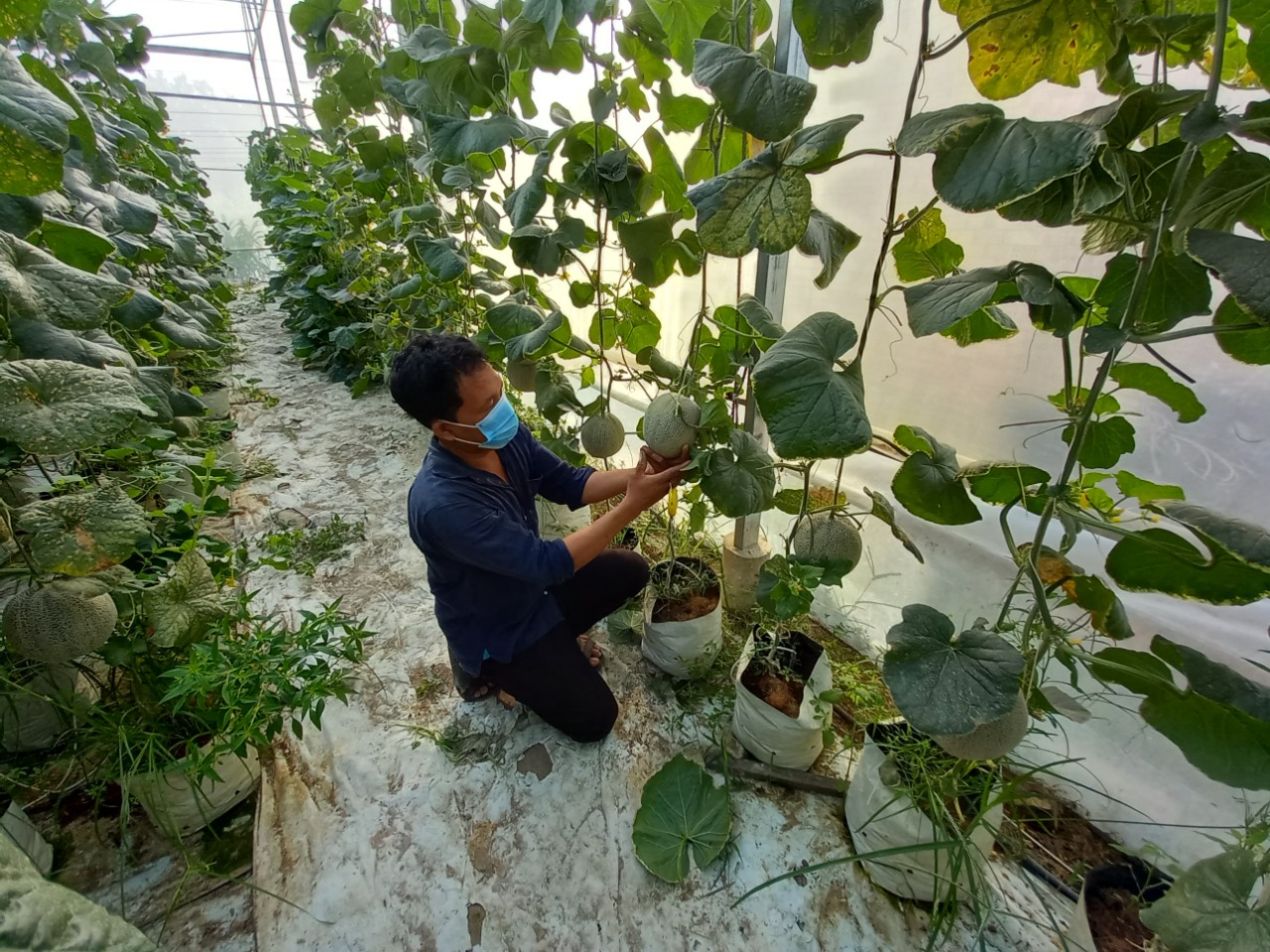 Ảnh Anh Nguyễn Tuấn Kiệt đang chăm sóc những trái dưa.jpg