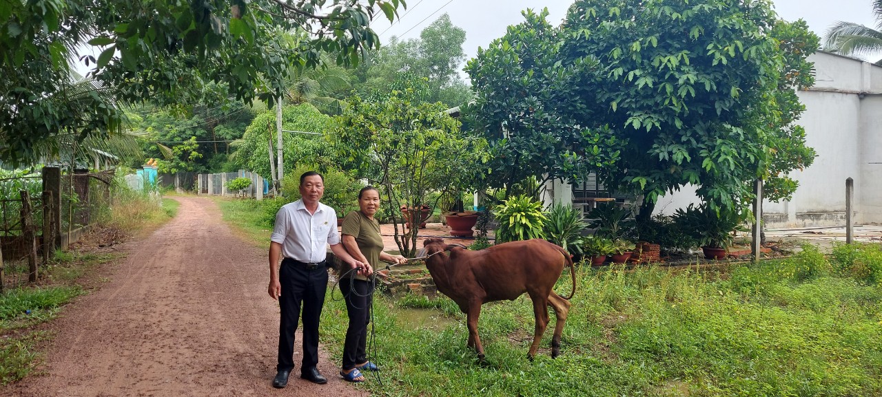 Tân Phong: Trao bò sinh sản cho hội viên Chữ thập đỏ